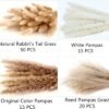 Dried Pampas Grass Decor, 100 Stems Pampas Grass Contains Bunny Tails Dried Flowers, Reed Grass Bouquet for Wedding Boho Flowers Home Table Decor, Rustic Farmhouse Party (17", White and Brown) (Copy)